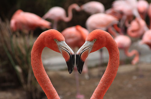 flamingos.jpg