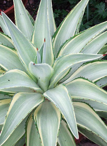 agave.jpg