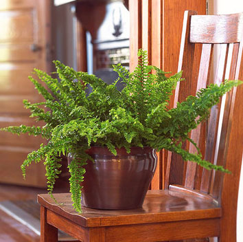 fern.jpg