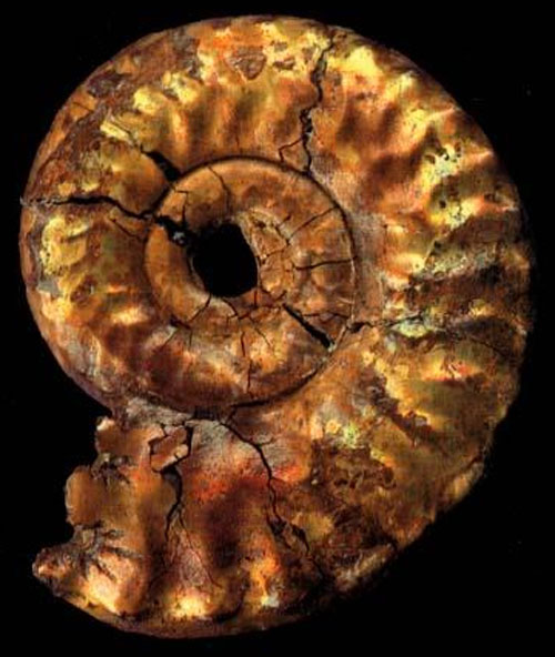fossilized-shell.jpg