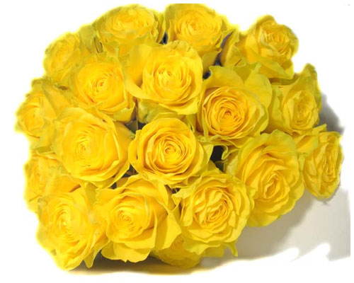 yellow-roses.jpg