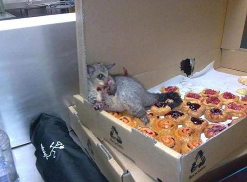 australian-possum.jpg