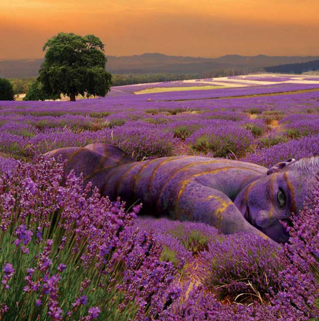 fields-of-lavendar.jpg