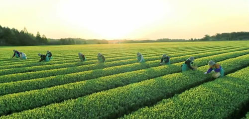 green-tea-farm.jpg