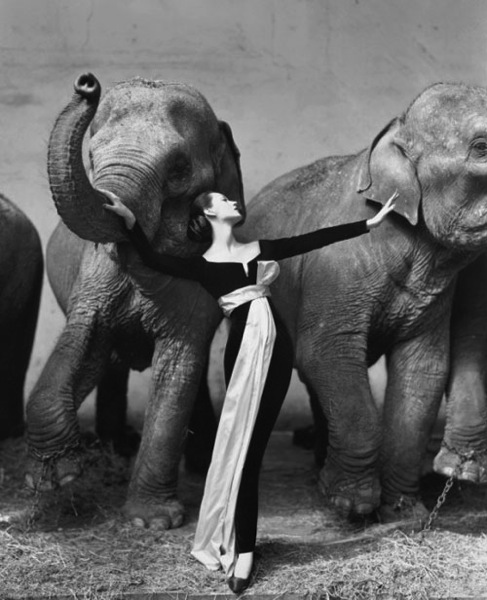 dovima-with-elephants-2.jpg Dovima with elephants 2