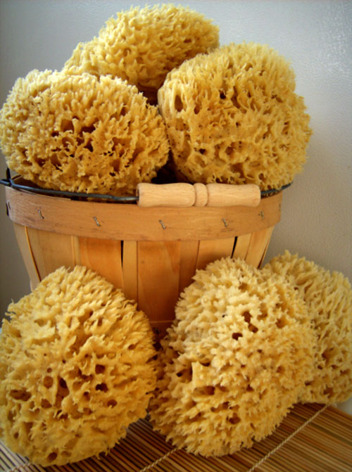 sea-sponges.jpg